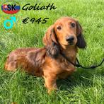 "Goliath & Gus" Langharige Teckels - te koop, Dieren en Toebehoren, Honden | Teckels en Dashonden, 15 weken tot 1 jaar, Buitenland