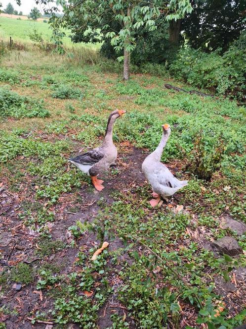 Koppel ganzen, Dieren en Toebehoren, Pluimvee