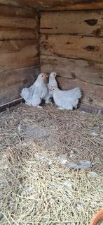 cochin krielen, Dieren en Toebehoren, Pluimvee