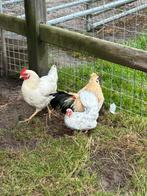 2 mooie legkippen haan en sierkip, Dieren en Toebehoren, Pluimvee, Kip