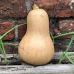 butternut, Tuin en Terras, Ophalen