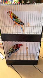 Rosella