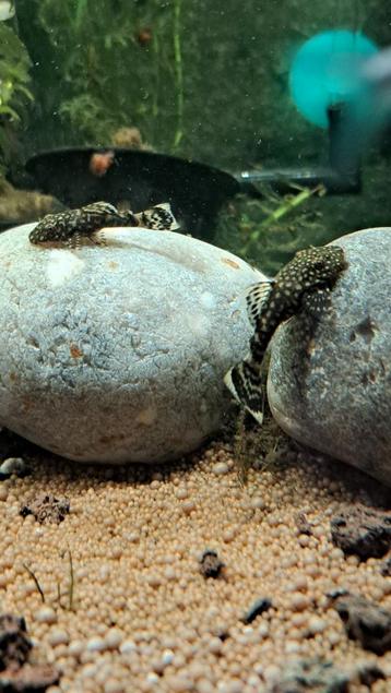 Jonge borstelneus pantsermeervallen ( bristlenose pleco's ) 