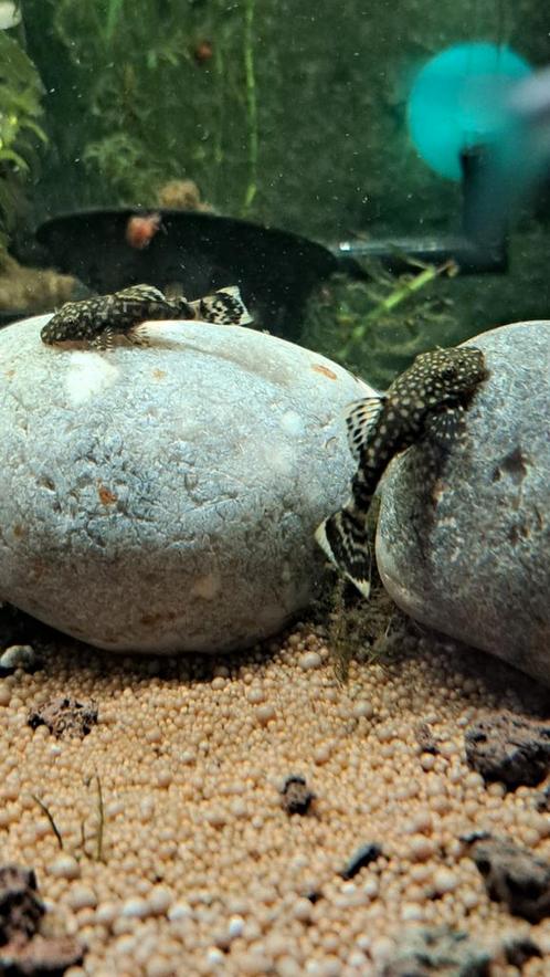 Jonge borstelneus pantsermeervallen ( bristlenose pleco's ), Animaux & Accessoires, Poissons | Poissons d'aquarium, Poisson d'eau douce