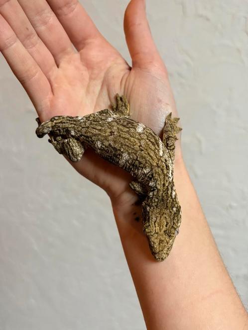 Gekko’s voor Houten 1 juni, Dieren en Toebehoren, Reptielen en Amfibieën, Hagedis, 0 tot 2 jaar, Tam