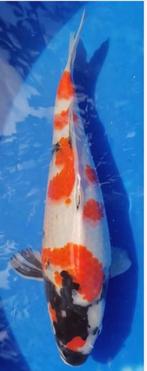 Koï japonaise showa., Dieren en Toebehoren, Karper of Koi