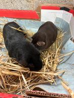 Cavia, Dieren en Toebehoren, Cavia, Februari, Meerdere dieren, Tam