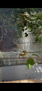 Japanse nachtegaal, Dieren en Toebehoren