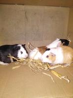 Cavia beertjes, Dieren en Toebehoren, Knaagdieren, September, Mannelijk, Cavia