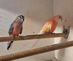 1 koppel boerkesparkieten, Dieren en Toebehoren, Vogels | Parkieten en Papegaaien, Meerdere dieren, Parkiet
