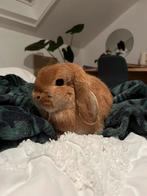 Minilop konijntje, Dieren en Toebehoren, Konijnen, Vrouwelijk, Dwerg, Hangoor, 0 tot 2 jaar