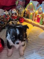 Langharige chihuahuas, Parvovirose, Chienne, Belgique, 8 à 15 semaines