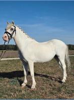 Mooie Welsh b pony Bellissimo, Dieren en Toebehoren, Ruin, B