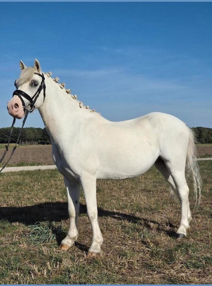 Mooie Welsh b pony Bellissimo, Dieren en Toebehoren, Pony's, Ruin, B