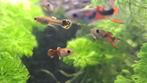 Guppies, Dieren en Toebehoren, Vis, Zoetwatervis, Schoolvis