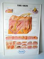 XL Carte Anatomique Pédagogique - Carte Relief de la Peau, Comme neuf, Enlèvement ou Envoi
