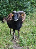 Mooie Volwassen Soay Ram - Dekram, Dieren en Toebehoren, Mannelijk, Schaap, 3 tot 5 jaar
