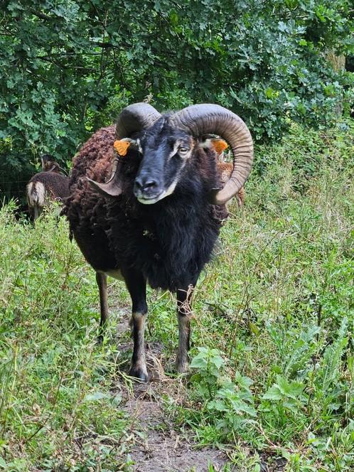 Mooie Volwassen Soay Ram - Dekram, Dieren en Toebehoren, Schapen, Geiten en Varkens, Schaap, Mannelijk, 3 tot 5 jaar