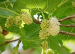 WITTE MOERBEIEN PLANTEN (MORUS ALBA) 60/+ cm, in pot, 10€/st, Tuin en Terras, Planten | Tuinplanten, Ophalen of Verzenden, Lente