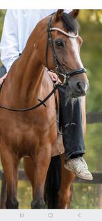 Welsh d pony, Dieren en Toebehoren, Ruin