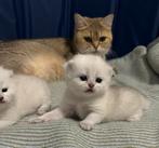Brits korthaar kittens ️️️, Dieren en Toebehoren, Kater, Gechipt, 0 tot 2 jaar