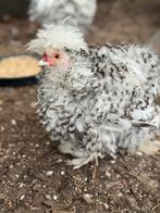 Prachtige USA zijdehoen haantjes, Dieren en Toebehoren, Pluimvee, Mannelijk, Kip