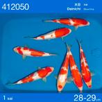 Hq ginrin Kohaku van de Ogata auction Dainichi Bloed 28-29cm, Dieren en Toebehoren, Karper of Koi