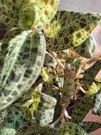 Jewel orchid stekken, macodes petola, Maison & Meubles, Plantes d'intérieur, Autres espèces, Enlèvement ou Envoi, Moins de 100 cm