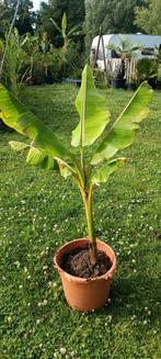 Musa sp. Tibet banaan, Ophalen, Winter