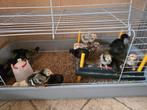 Kuikens 3 weken oud, Dieren en Toebehoren, Vrouwelijk, Kip