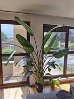 Prijs verlaagd !Plant - strelitzia nicolai - T.E.A.B, Tuin en Terras, Planten | Tuinplanten, Volle zon, Vaste plant, Bloeit niet