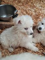 Zwitserse herder pups, Dieren en Toebehoren, België, Fokker | Hobbymatig, Reu, CDV (hondenziekte)