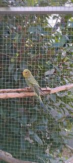 Grasparkiet, Dieren en Toebehoren, Vogels | Parkieten en Papegaaien, Tam