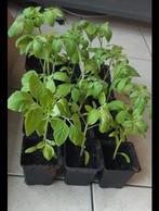 Tomatenplant, Jardin & Terrasse, Plantes | Jardin, Enlèvement ou Envoi