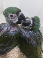 ara severa, Dieren en Toebehoren, Vogels | Parkieten en Papegaaien, Papegaai, Geringd