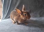 Lapin, Dieren en Toebehoren, Vrouwelijk, Middelgroot, 0 tot 2 jaar