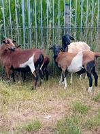 Mooie kameroen schapen ( ooien ) + dorper ooi, Dieren en Toebehoren, Schapen, Geiten en Varkens