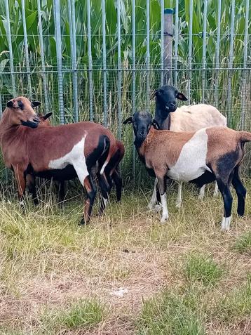 Mooie kameroen schapen ( ooien ) + dorper ooi beschikbaar voor biedingen