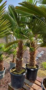 Palmboom Trachycarpus Wagnerianus - op voorraad, Tuin en Terras, Planten | Bomen, Ophalen, Palmboom