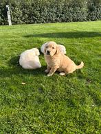 Mooie Golden retriever pups, Dieren en Toebehoren, Honden | Retrievers, Spaniëls en Waterhonden, Golden retriever, België, Fokker | Hobbymatig