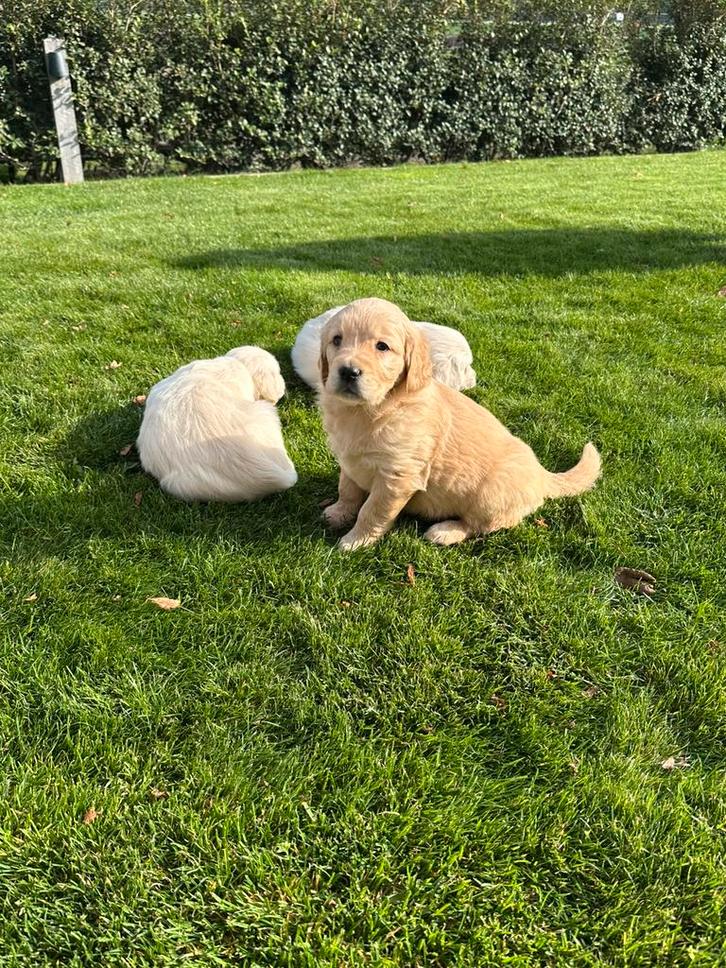 Mooie Golden retriever pups, Dieren en Toebehoren, Honden | Retrievers, Spaniëls en Waterhonden, Meerdere dieren, Golden retriever