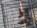 Mexicaanse roodmussen 2025   1 pop en 1 man, Dieren en Toebehoren, Vogels | Kanaries