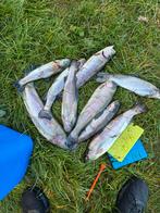 Verse Forel, Ophalen