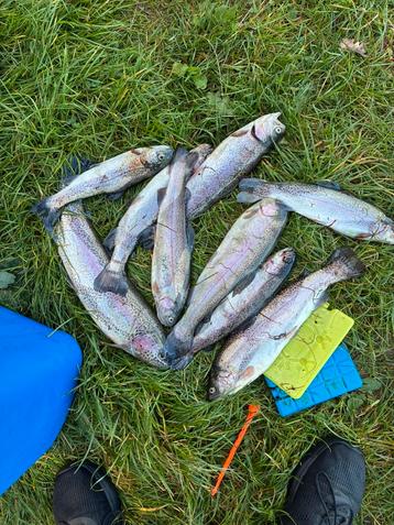 Verse Forel beschikbaar voor biedingen