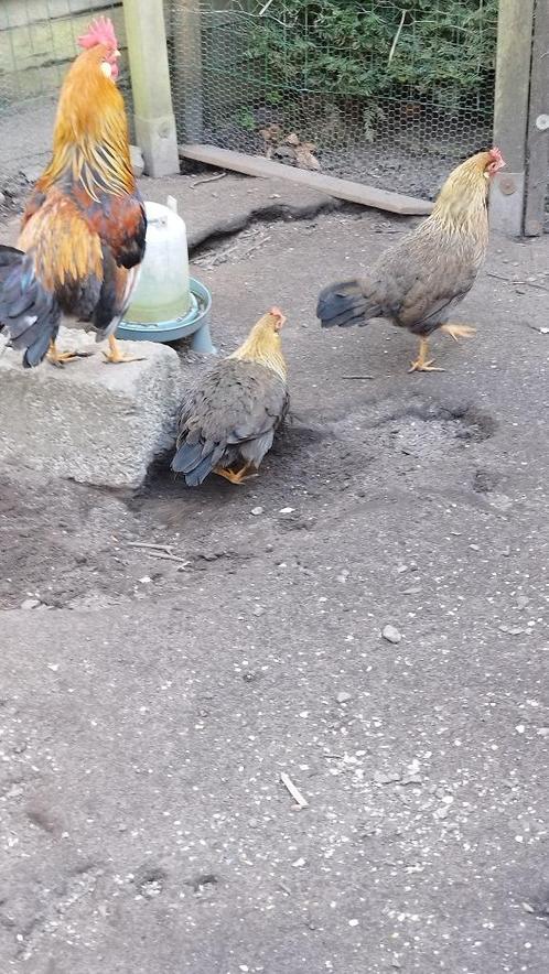 Trio Livorno (goud)patrijs, Dieren en Toebehoren, Pluimvee, Kip, Meerdere dieren