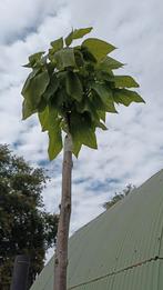 Catalpa, Ophalen, In pot