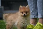 Dwergkees pups mini dwergkees, Pomeriaan, CDV (hondenziekte), Meerdere, 8 tot 15 weken, Meerdere dieren