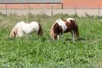 gras voor pony's, Meerdere dieren, Niet van toepassing, A pony (tot 1.17m)