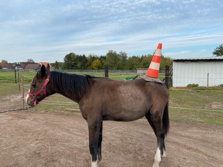 DRINGEND! Hengstenveulen te koop, Dieren en Toebehoren, Pony's, Hengst, Niet van toepassing, E pony (1.48m - 1.57m), 0 tot 2 jaar