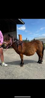 Gezelschap pony, Dieren en Toebehoren